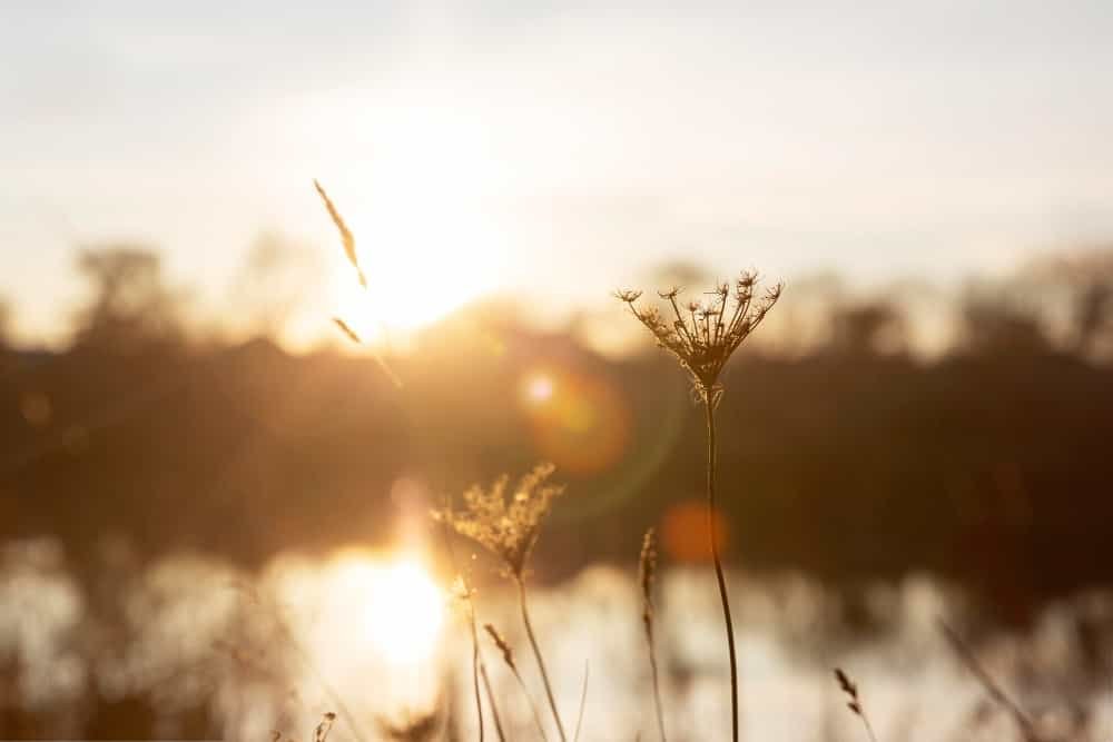 Alvorecer sobre águas tranquilas com silhueta de flor silvestre - simbolizando novos começos e crescimento pessoal para o artigo ‘Alcance a Plenitude: O Início’. Desperte seu potencial interior, liberte-se das limitações e abrace a felicidade duradoura.