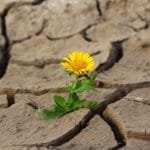 Flor amarela resiliente brotando de solo rachado, simbolizando esperança e superação em condições adversas.
