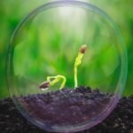 Pequena semente germinando na terra iluminada pela luz da manhã, simbolizando crescimento, paciência e esperança.