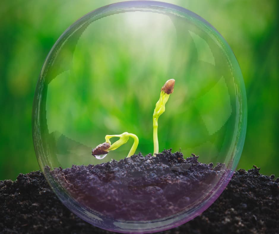Pequena semente germinando na terra iluminada pela luz da manhã, simbolizando crescimento, paciência e esperança.